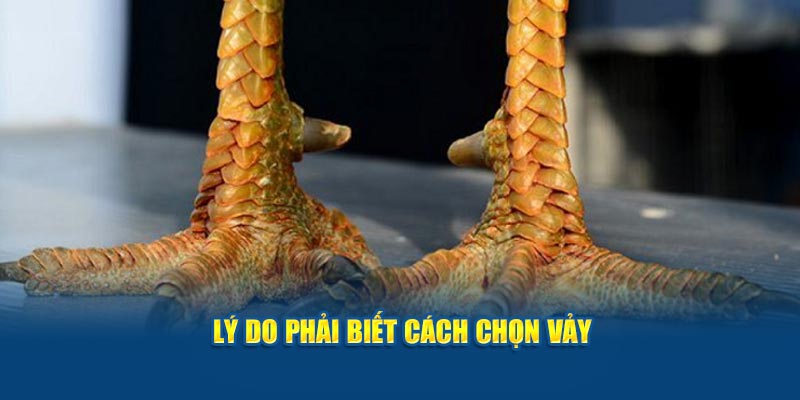 ly-do-phai-biet-cach-chon-vay