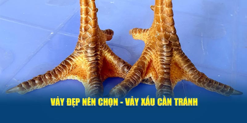 vay-dep-nen-chon-vay-xau-can-tranh